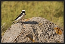 Oostelijke Blonde Tapuit, Eastern Black-eared Wheatear, Oenanthe melanoleuca Location: Molivos, Greece (Lesbos) oostelijke blonde tapuit MG 3500 kopie